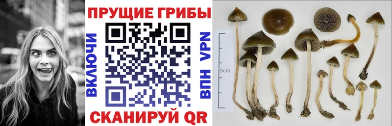 Псилоцибиновые грибы мицелий Луховицы